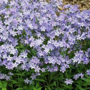 Phlox divaricata 'Blue Moon' (Woodland Phlox)