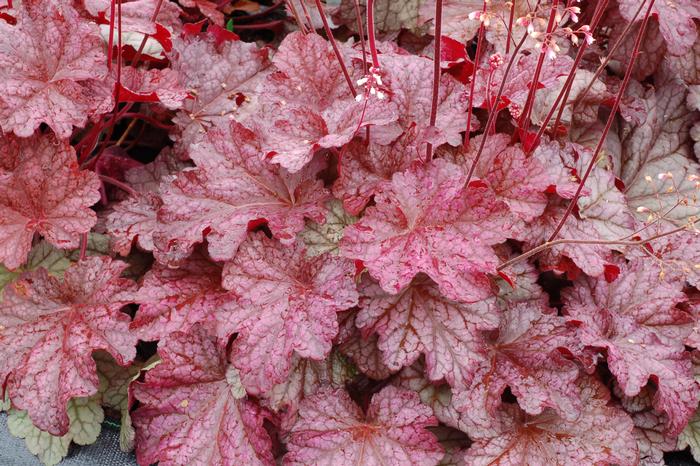 Heuchera x villosa 'Berry Smoothie' (Coral Bells)