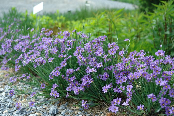 Blue-Eyed Grass (Sisyrinchium angustifolium 'Lucerne'), purple flowers