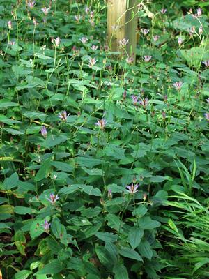 Tricyrtis x 'Sinonome' (Toad Lily)