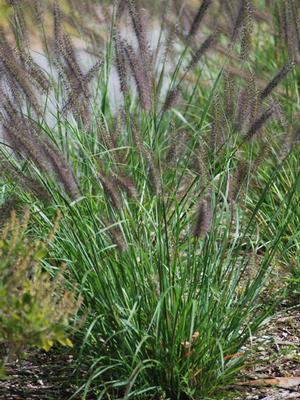 Black Flowering Fountain Grass (Pennisetum alopecuroides 'Moudry')