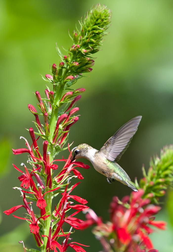 Red Cardinal Flower (Lobelia cardinalis)