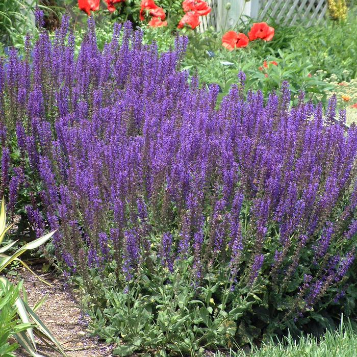 Salvia nemorosa 'May Night' (Sage)