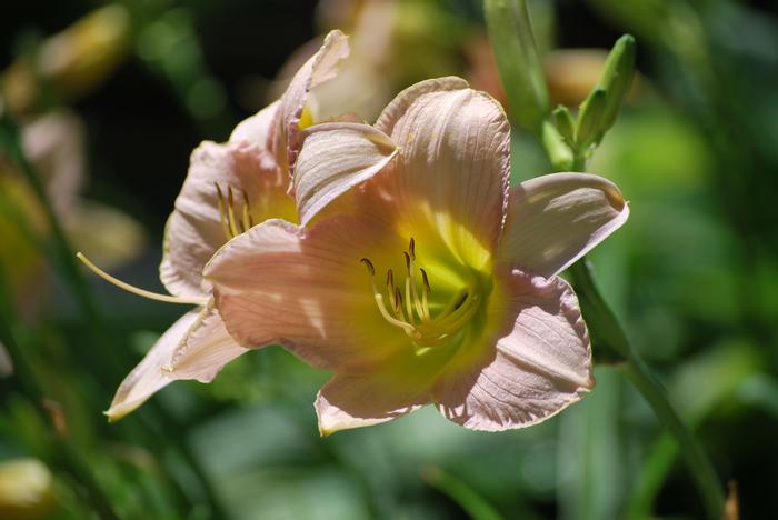 Hemerocallis 'Lullaby Baby' (Daylily)