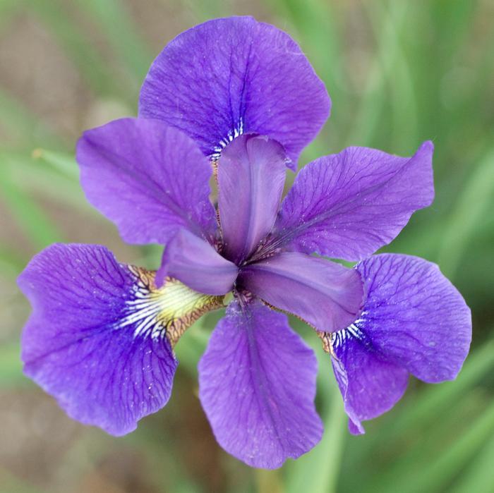 Iris sibirica 'Caesar's Brother' (Siberian Iris)