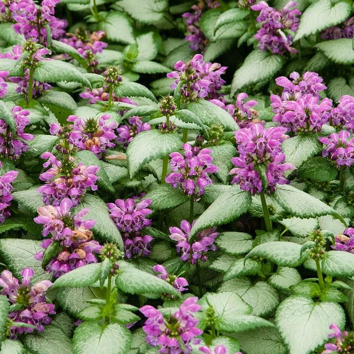 Lamium maculatum 'Purple Dragon' (Dead Nettle)