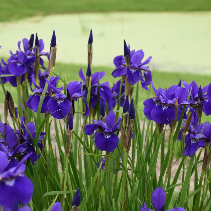 Iris sibirica 'Caesar's Brother' (Siberian Iris)