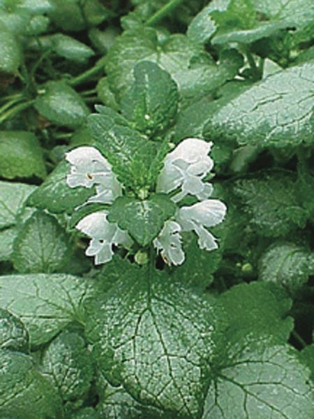 Lamium maculatum 'White Nancy' (Dead Nettle)