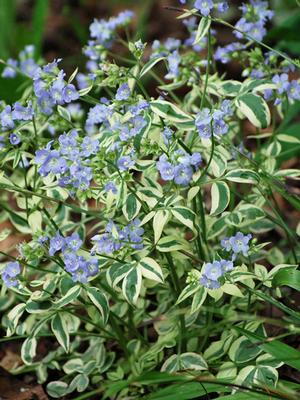 Variegated Jacob's Ladder (Polemonium reptans 'Stairway to Heaven')