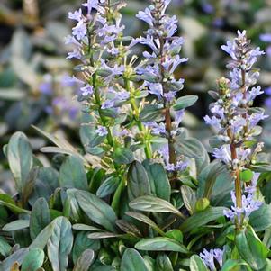 Ajuga x 'Chocolate Chip' (Bugle Weed) perennial