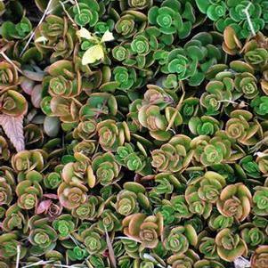 Sedum tetractinum 'Coral Reef' (Stonecrop)