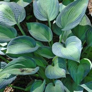 Hosta x 'June' (Plantain Lily)