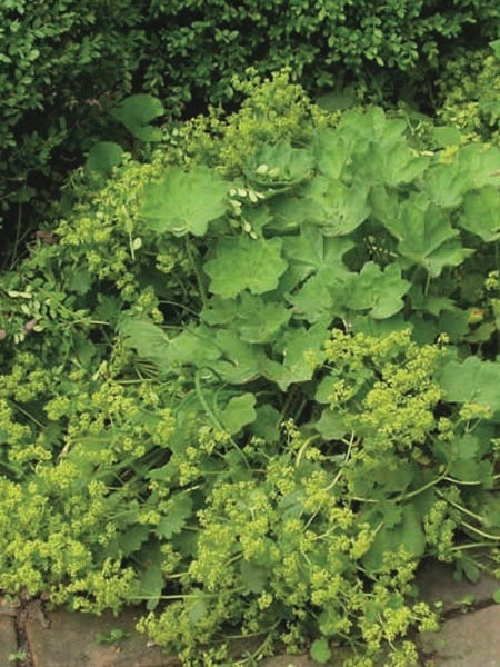 Lady's Mantle (Alchemilla mollis)