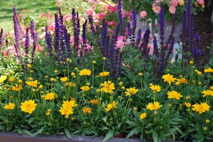 Coreopsis g. 'Double the Sun' (Tickseed), yellow flowers