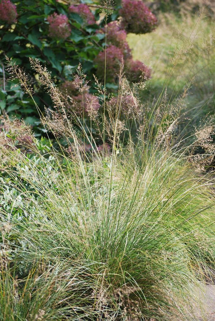 Prairie Dropseed (Sporobolus heterolepsis)