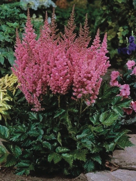 Astilbe chinensis 'Vision in Pink' (False Spirea) perennial, pink flowers