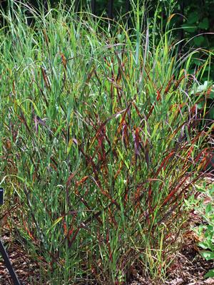 Red Switchgrass (Panicum virgatum 'Rotstrahlbusch')