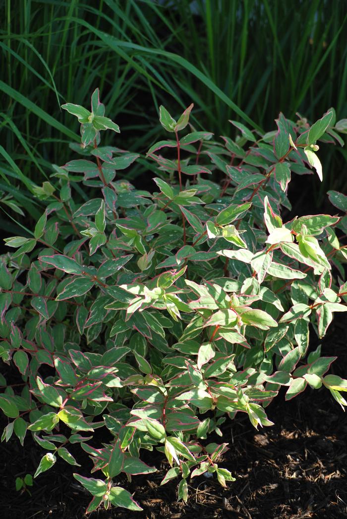 Hypericum moserianum 'Tricolor' (St. John's Wort)