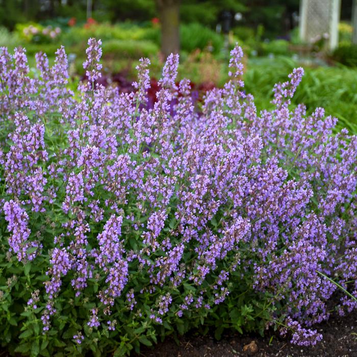 Nepeta x faassenii 'Cat's Meow' (Catmint)