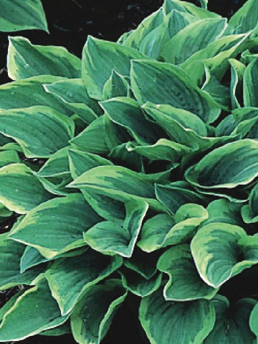 Hosta x 'Golden Tiara' (Plantain Lily)