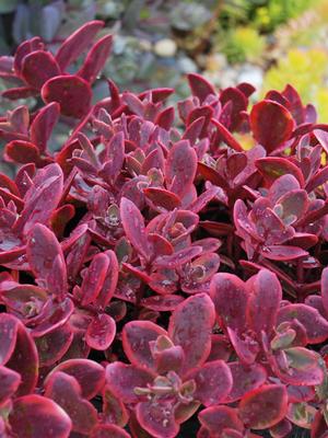 Sedum Sunsparkler® 'Wildfire' (Stonecrop)