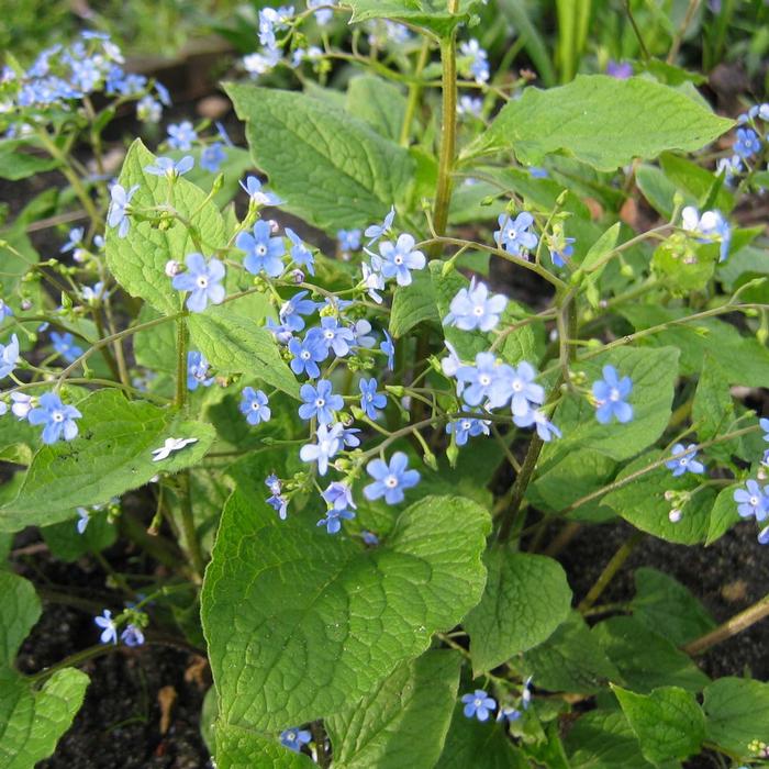 Dwarf Anchusa (Brunnera macrophylla)