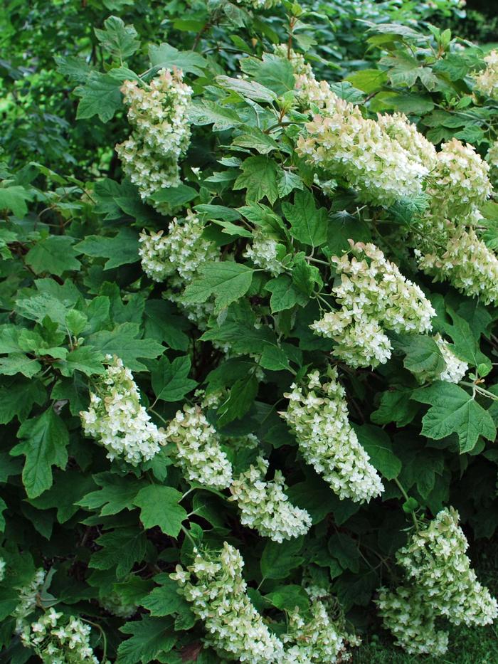 Hydrangea quercifolia 'Snow Queen' (Oakleaf Hydrangea)