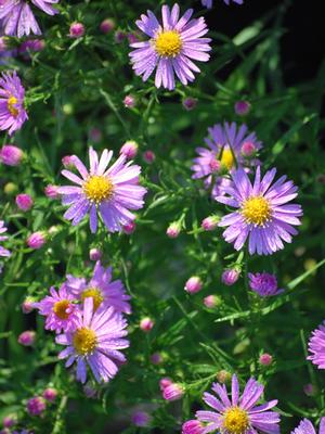 Pink Wood Aster (Aster dumosus 'Wood's Pink')