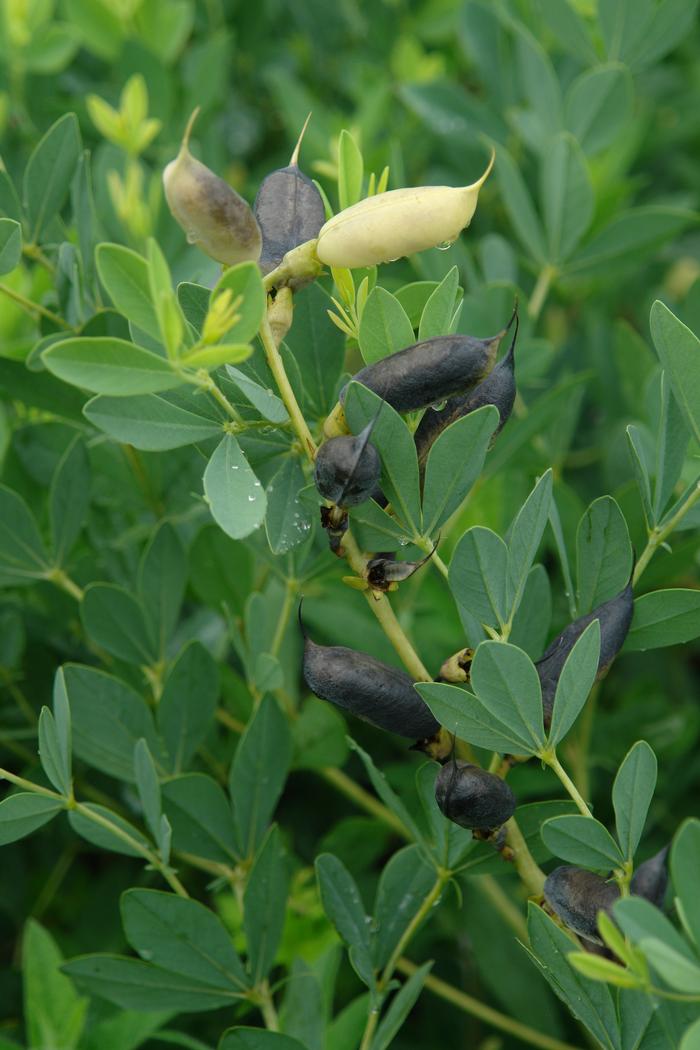 Baptisia australis (False Indigo)