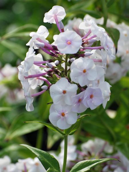 Phlox x Earlibeauty® Daughter of Pearl (Phlox)