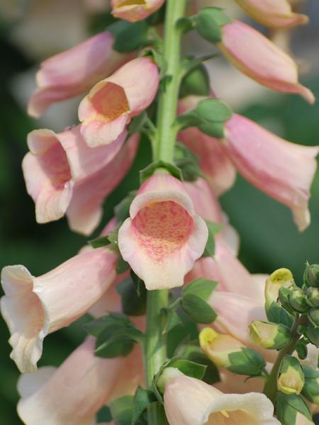 Digitalis purpurea 'Dalmatian Peach' (Foxglove), pink flowers