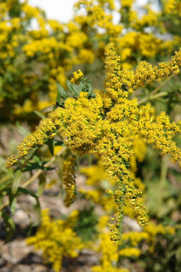 Solidago shortii 'Solar Cascade' (Goldenrod)