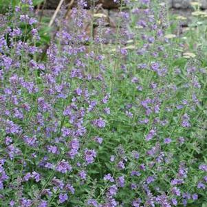 Nepeta x faassenii 'Walker's Low' (Catmint)