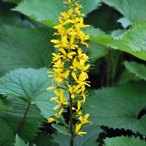 Ligularia stenocephala 'The Rocket' (Ligularia)