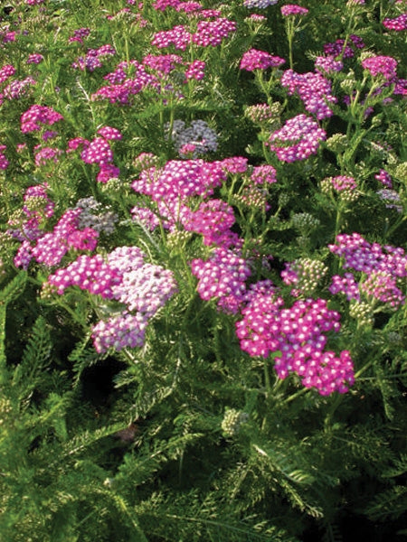 Achillea millefolium Oertel's Rose (Yarrow) perennial