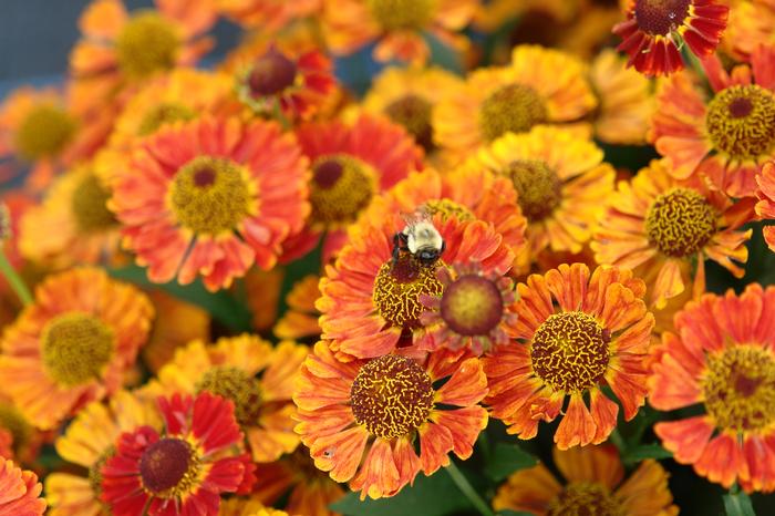 Helenium autumnale Mariachi™'Salsa' (Helen's Flower, Sneezeweed)