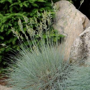 Blue Fescue (Festuca glauca 'Elijah Blue'), grass