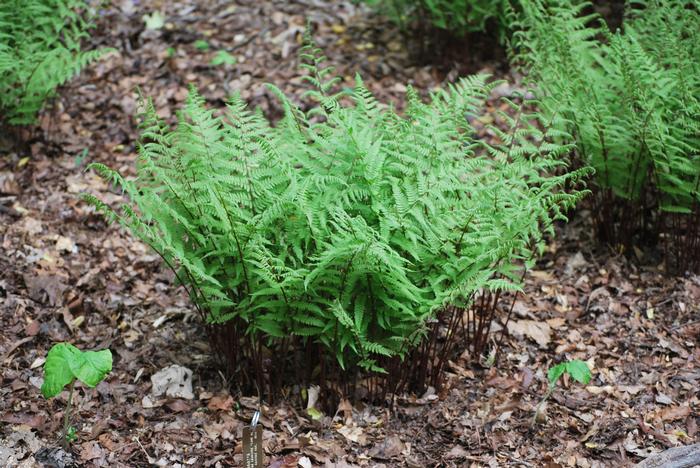 Red-stemmed Lady Fern (Athyrium filix-femina 'Lady in Red')