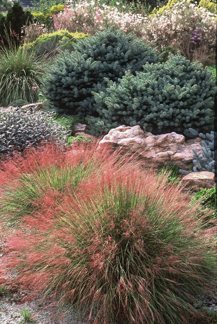 Ruby Muhly Grass (Muhlenbergia reverchonii Undaunted®)