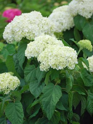 Hydrangea absorescens 'Annabella' (Smooth Hydrangea)