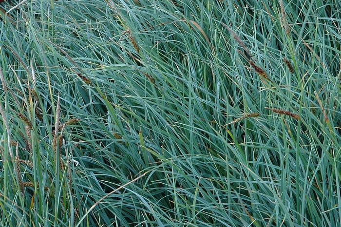 Blue Sedge (Carex glauca 'Blue Zinger')