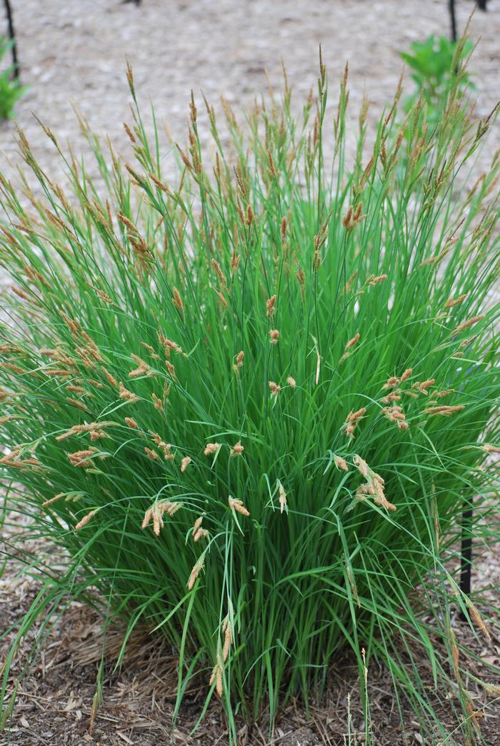 Tussock sedge (Carex stricta)