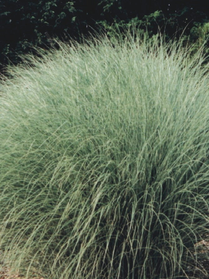 Miscanthus sinensis 'Morning Light' (Variegated Maiden Grass)