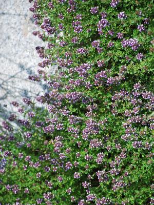 Red Flowering Mother of Thyme (Thymus serpyllum 'Coccineus')