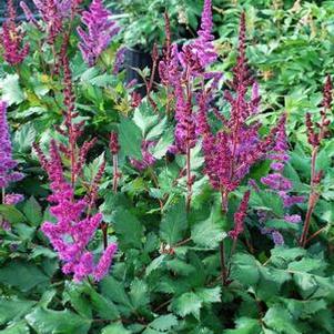 Astilbe chinensis 'Vision in Red' (False Spirea) perennial, pink flowers