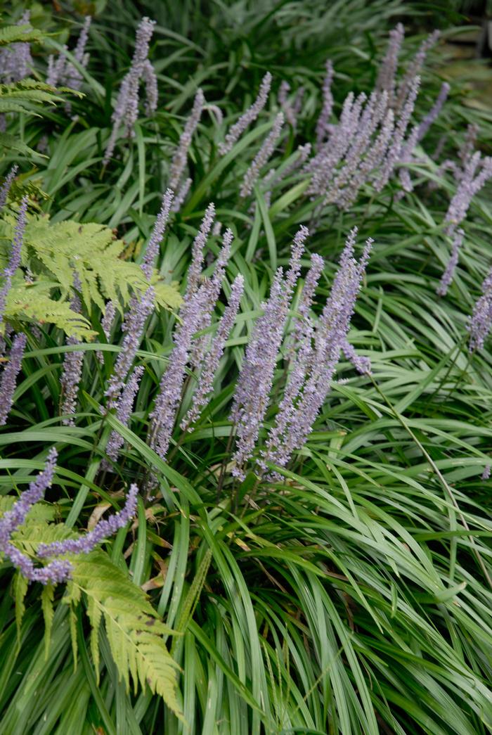 Liriope muscari 'Big Blue' (Lilyturf)