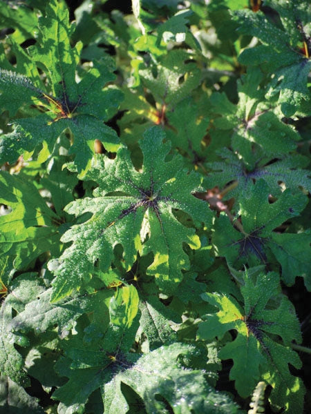 Tiarella 'Timbuktu' (Foam Flower)