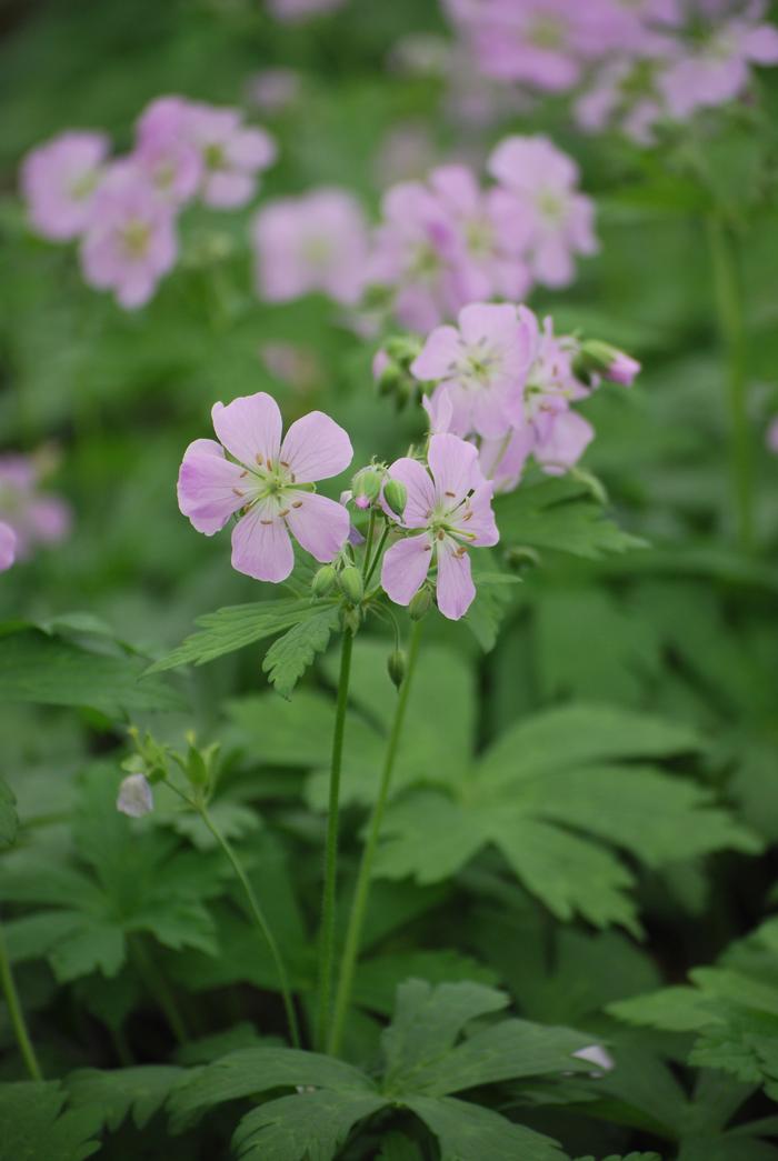 Wild Geranium (Geranium maculatum 'Chatto')