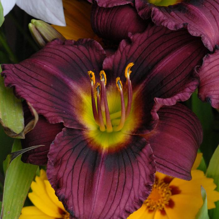 Hemerocallis 'Little Grapette' (Daylily)