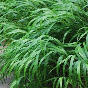 Hakonechloa macra (Japanese Forest Grass)